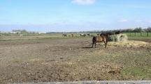  ein "sch�nes Bild" beim Ponyhof W�rth 